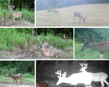 Hunting Land for Sale, Mature Hardwoods Wilkinson County, MS - image 24