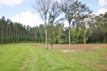 Hunting Land for Sale, Mature Hardwoods Wilkinson County, MS - image 16
