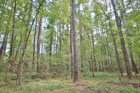 Hunting Land for Sale, Mature Hardwoods Wilkinson County, MS - image 27