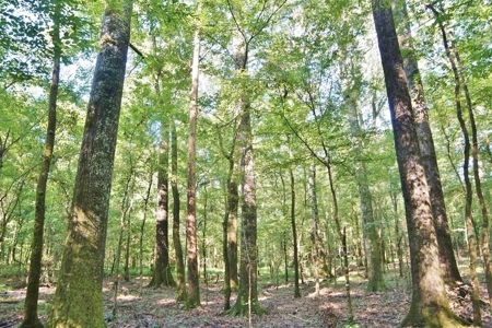 Hunting Land for Sale, Mature Hardwoods Wilkinson County, MS - image 11
