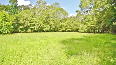 Hunting Land for Sale, Mature Hardwoods Wilkinson County, MS - image 2
