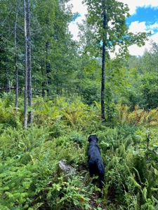 Land for Sale in Farmington, Maine - image 4