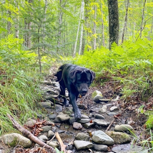 Land for Sale in Farmington, Maine - image 2