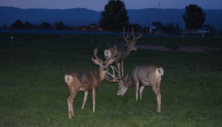 Colorado Mountain Home United Country Michael Krieg - image 4