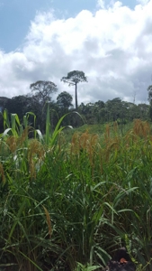 46.4 Hectares Land For Sale In Darien Panama - image 4