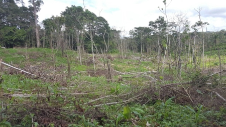 46.4 Hectares Land For Sale In Darien Panama - image 1