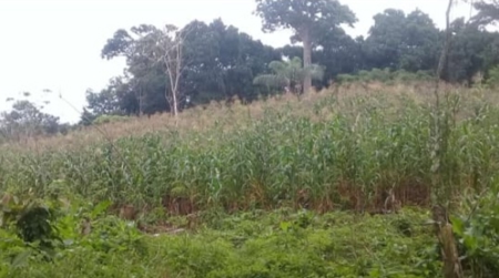 46.4 Hectares Land For Sale In Darien Panama - image 8