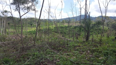 46.4 Hectares Land For Sale In Darien Panama - image 3