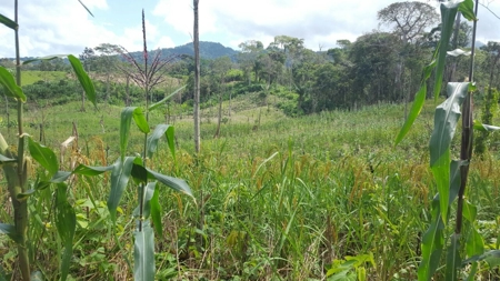 46.4 Hectares Land For Sale In Darien Panama - image 12