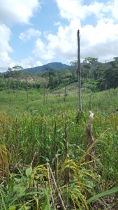 46.4 Hectares Land For Sale In Darien Panama - image 10