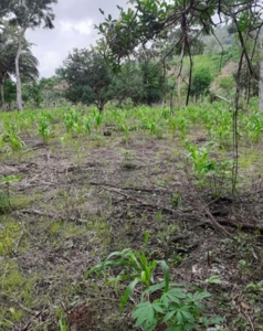 46.4 Hectares Land For Sale In Darien Panama - image 7