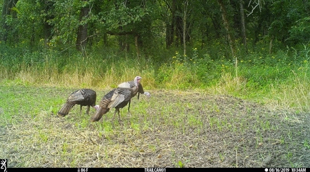 Premium Hunting in Wayne County Iowa - image 42