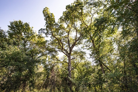 Premium Hunting in Wayne County Iowa - image 18