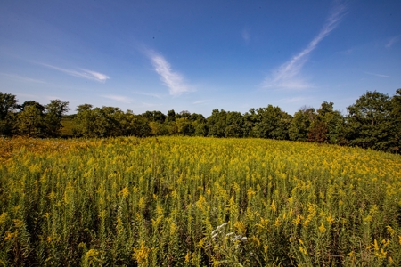 Premium Hunting in Wayne County Iowa - image 38