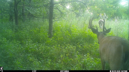 Premium Hunting in Wayne County Iowa - image 44