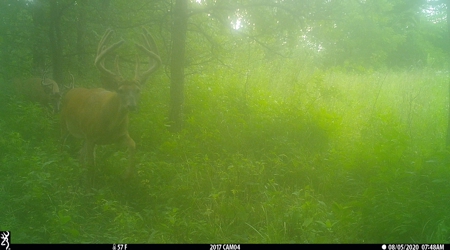 Premium Hunting in Wayne County Iowa - image 46