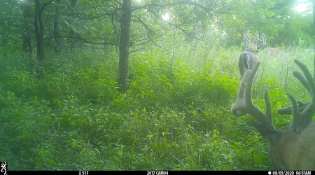 Premium Hunting in Wayne County Iowa - image 43