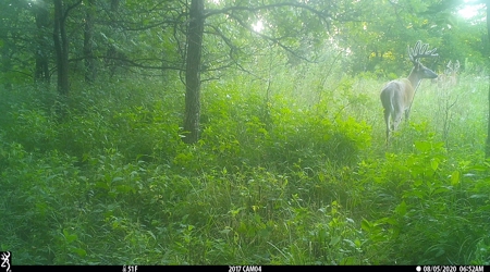 Premium Hunting in Wayne County Iowa - image 45