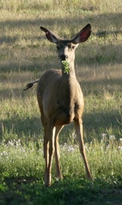 Mountain retreat on 35 acres outside of Telluride, CO - image 39