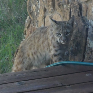 Mountain retreat on 35 acres outside of Telluride, CO - image 35