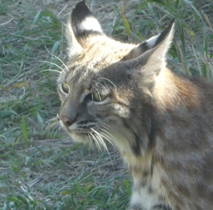 Mountain retreat on 35 acres outside of Telluride, CO - image 36