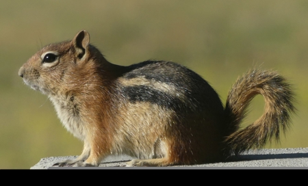 Mountain retreat on 35 acres outside of Telluride, CO - image 34