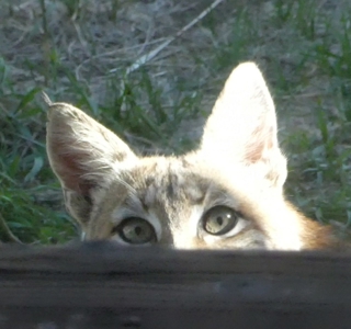 Mountain retreat on 35 acres outside of Telluride, CO - image 37