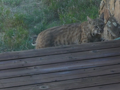 Mountain retreat on 35 acres outside of Telluride, CO - image 44