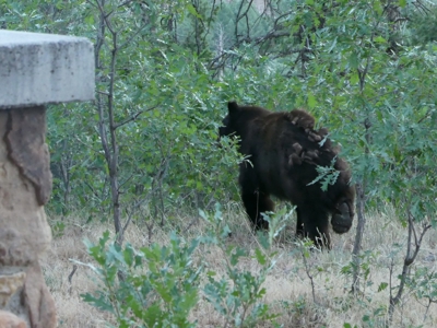 Mountain retreat on 35 acres outside of Telluride, CO - image 41