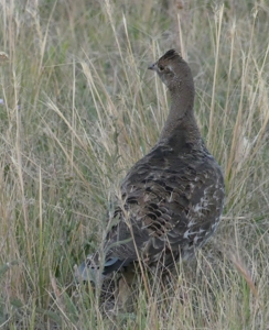 Mountain retreat on 35 acres outside of Telluride, CO - image 33