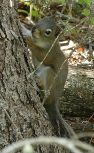 Mountain retreat on 35 acres outside of Telluride, CO - image 40