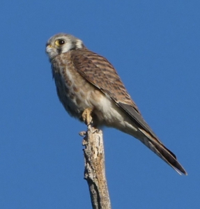 Mountain retreat on 35 acres outside of Telluride, CO - image 38
