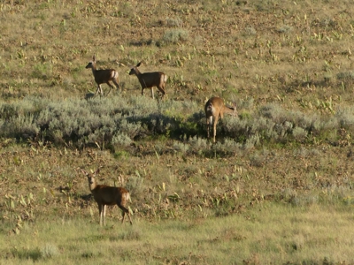 Mountain retreat on 35 acres outside of Telluride, CO - image 43