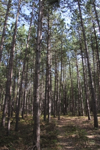 Prime Hunting Land For Sale, Montmorency County, Atlanta, Mi - image 48