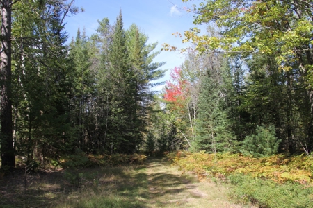 Prime Hunting Land For Sale, Montmorency County, Atlanta, Mi - image 40