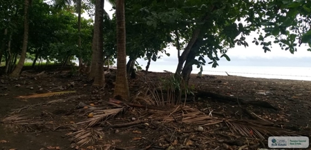 Beach Front Lot For Sale In Cambutal Panama - image 4