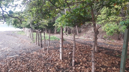 Beach Front Lot For Sale In Cambutal Panama - image 26