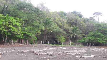 Beach Front Lot For Sale In Cambutal Panama - image 20
