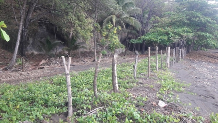 Beach Front Lot For Sale In Cambutal Panama - image 22