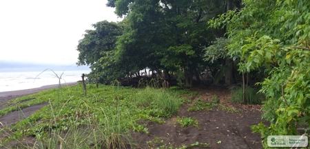 Beach Front Lot For Sale In Cambutal Panama - image 7