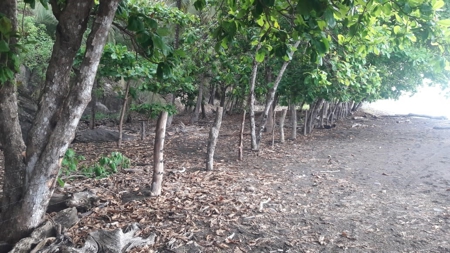 Beach Front Lot For Sale In Cambutal Panama - image 21
