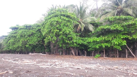 Beach Front Lot For Sale In Cambutal Panama - image 24