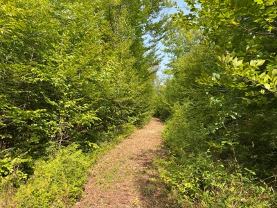 Waterfront Lot for Sale in Carroll Plt, ME - image 4