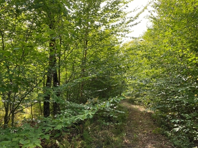 Waterfront Lot for Sale in Carroll Plt, ME - image 7