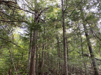 Waterfront Lot for Sale in Carroll Plt, ME - image 6