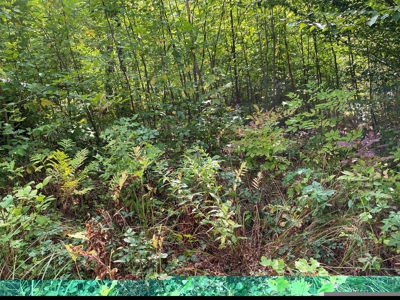 Waterfront Lot for Sale in Carroll Plt, ME - image 3