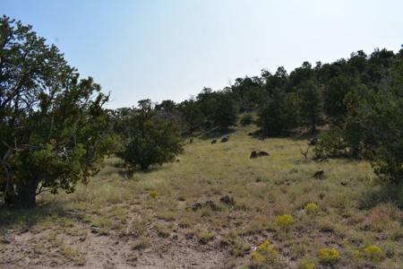 United Country Mike Krieg Mountain off grid land for sale - image 6