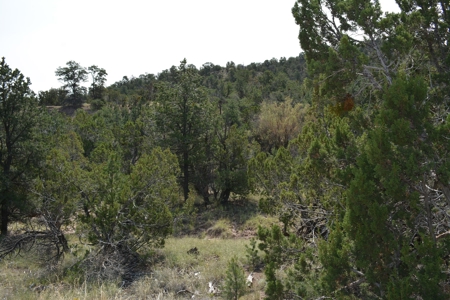United Country Mike Krieg Mountain off grid land for sale - image 20