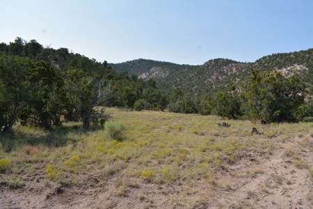 United Country Mike Krieg Mountain off grid land for sale - image 32