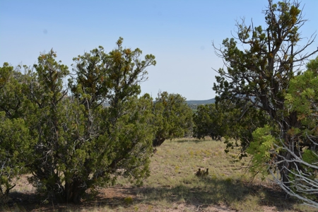 United Country Mike Krieg Mountain off grid land for sale - image 11